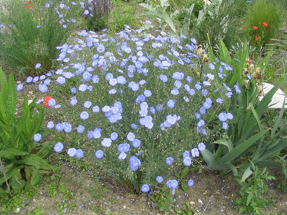 Blue Flax