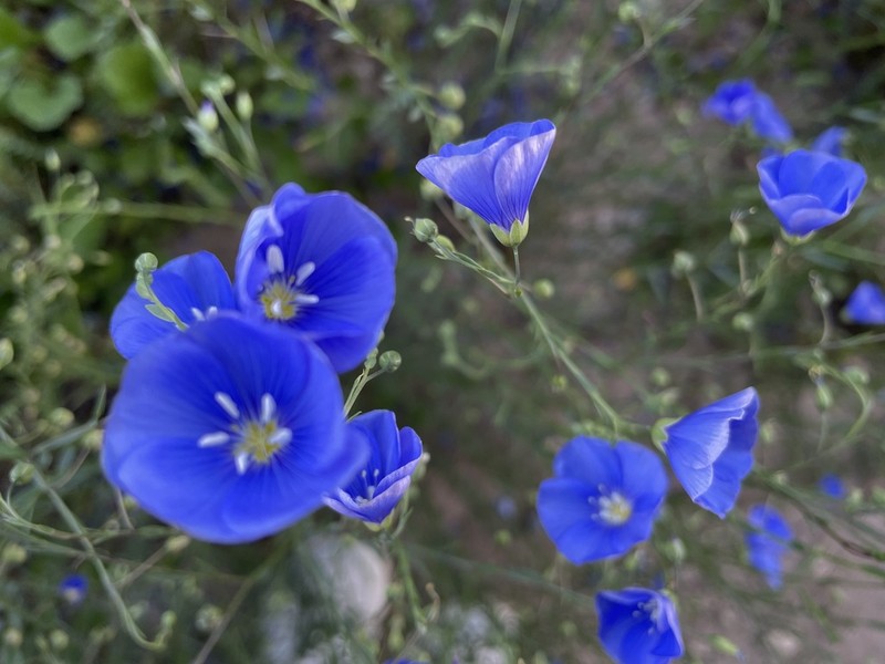 Blue Flax photo 2