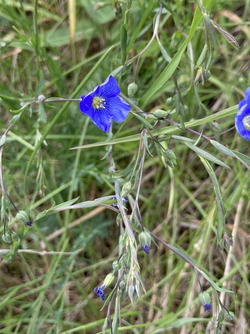 Blue Flax photo 3