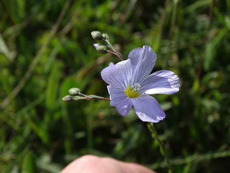 Blue Flax photo 4