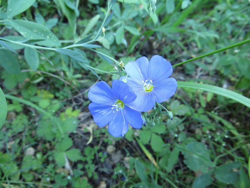 Blue Flax photo 5