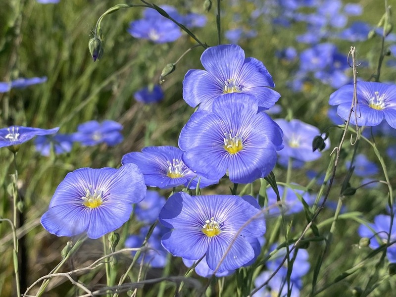Blue Flax photo 6
