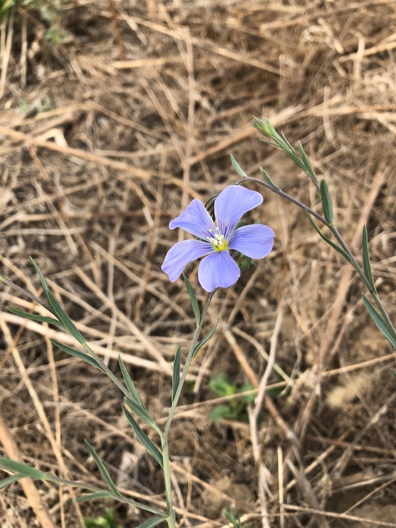 Blue Flax photo 7