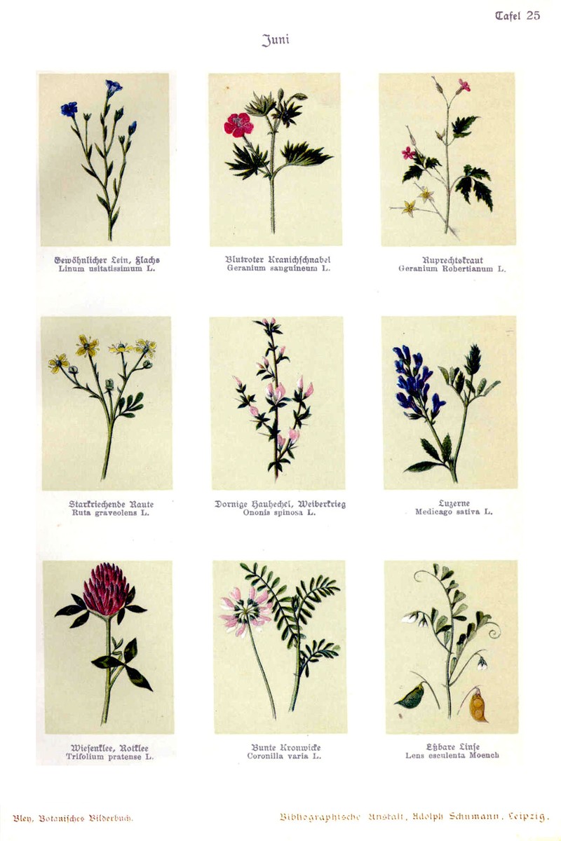 Meadow Flax photo 4