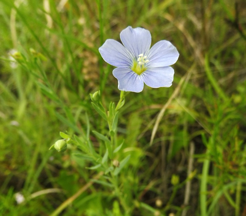 Meadow Flax
