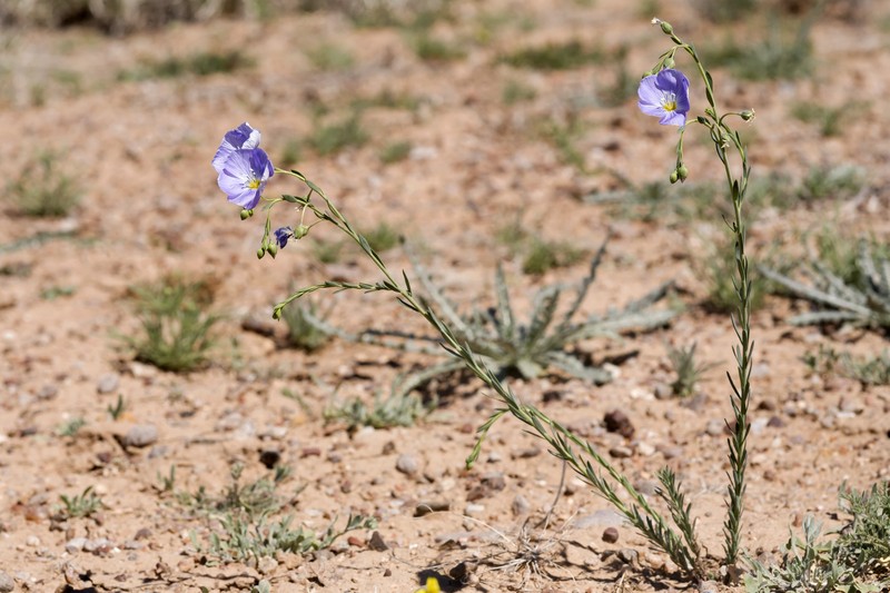 Meadow Flax photo 2
