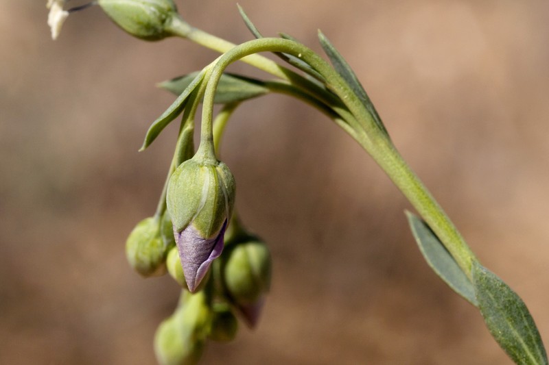 Meadow Flax photo 3
