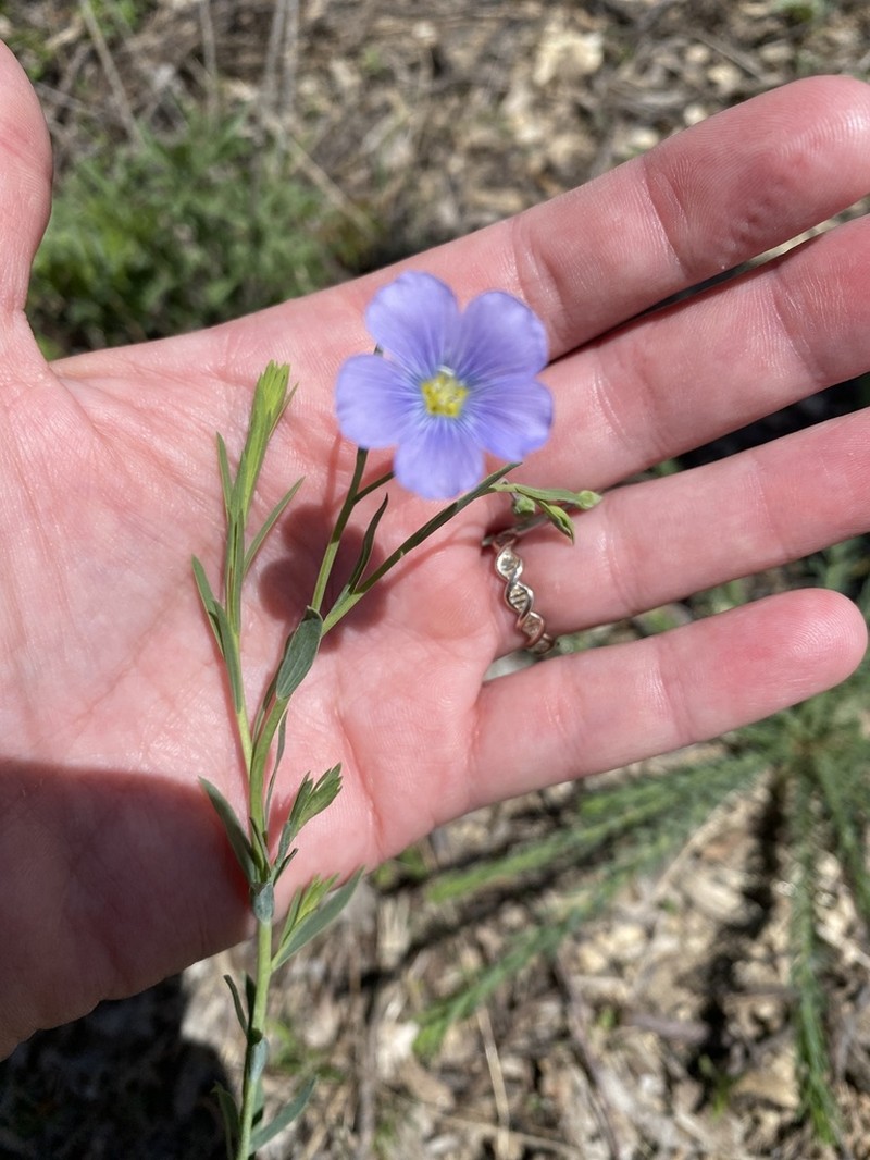 Meadow Flax photo 3