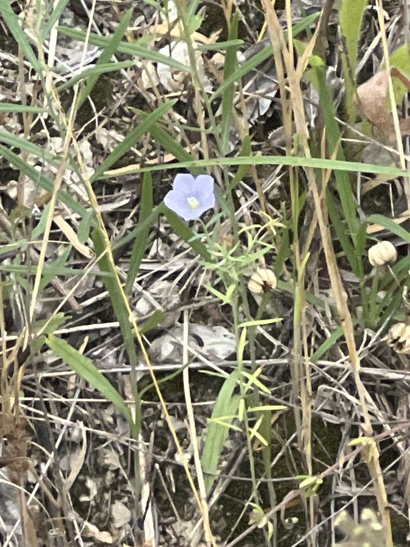 Meadow Flax photo 4