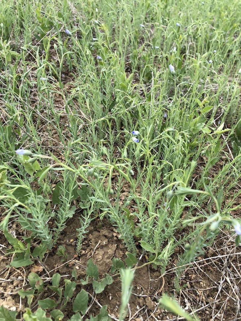 Meadow Flax photo 5