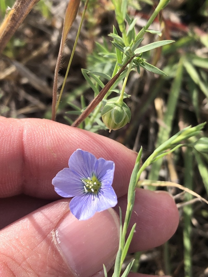 Meadow Flax photo 6