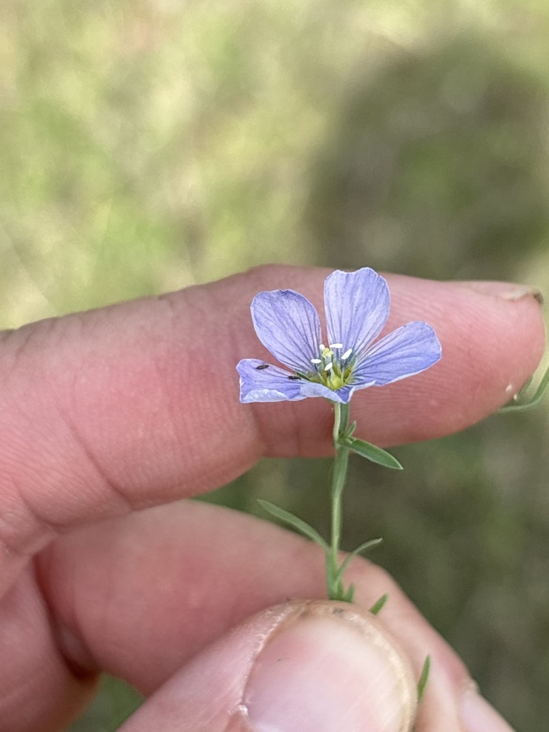 Meadow Flax photo 7