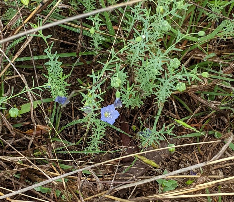 Meadow Flax photo 8