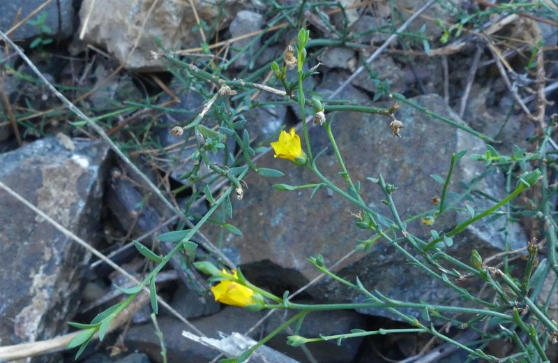 Linum prostratum var. prostratum