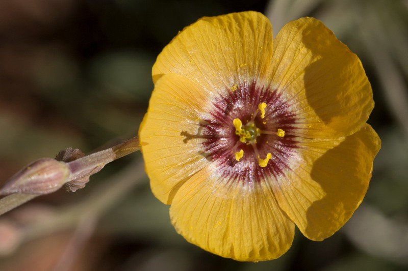 Plains Flax photo 2