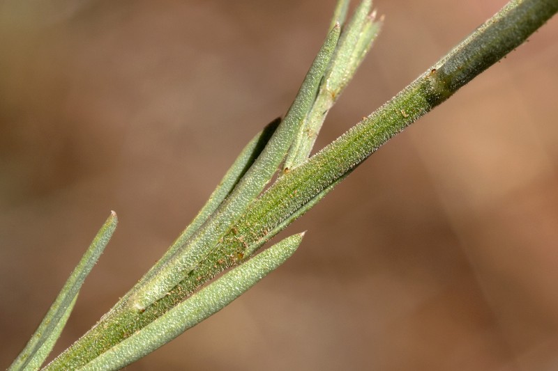 Plains Flax photo 3