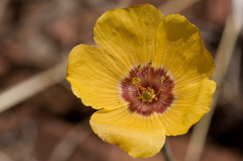 Plains Flax photo 4