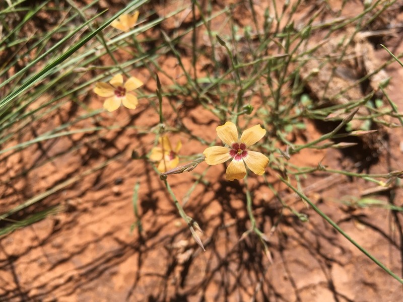Plains Flax