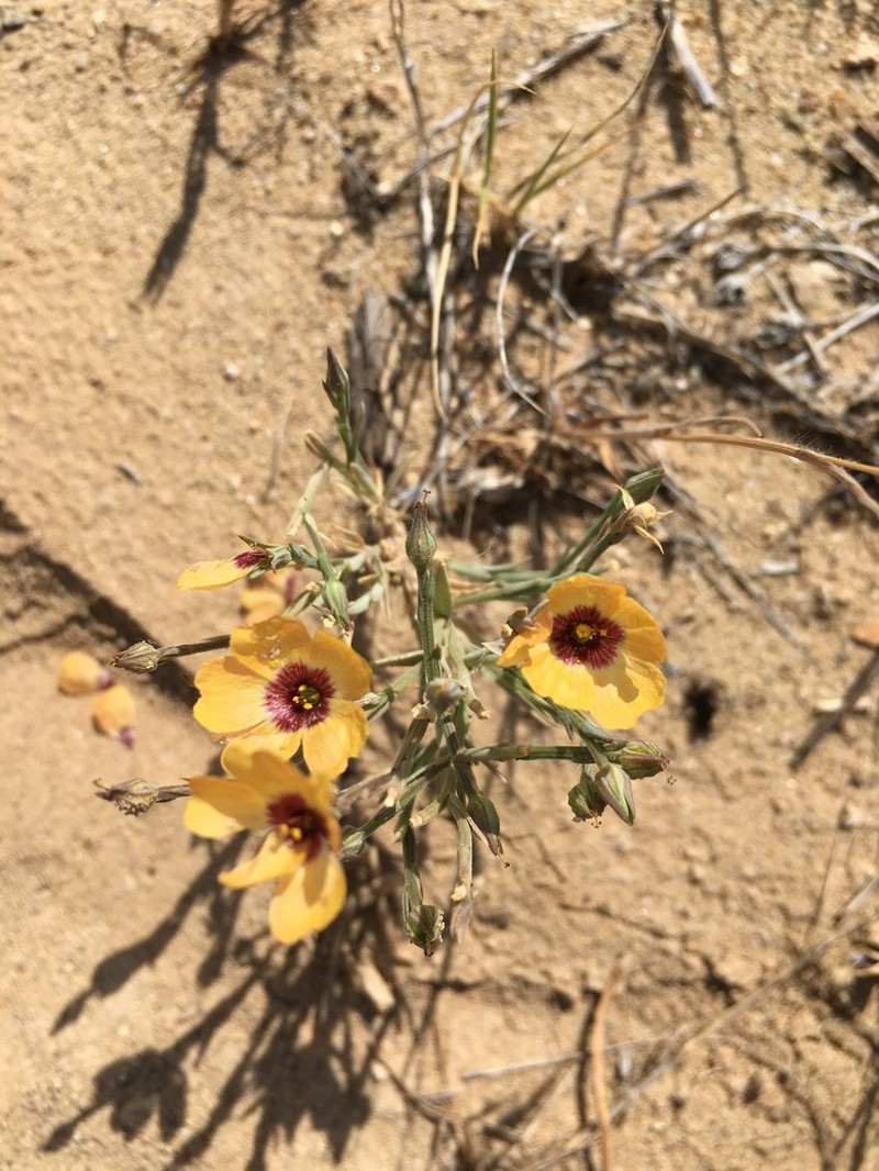 Plains Flax photo 2