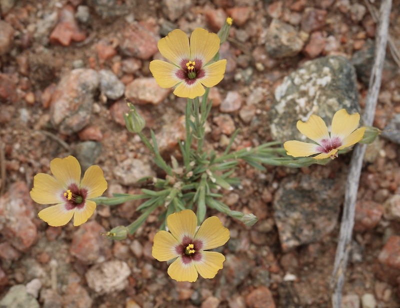 Plains Flax photo 3
