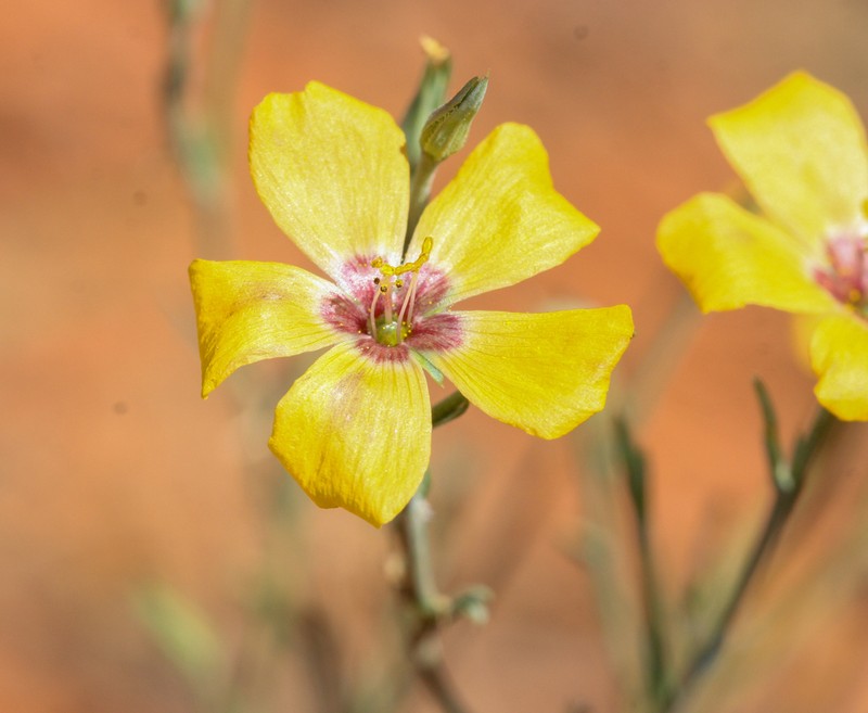 Plains Flax photo 4