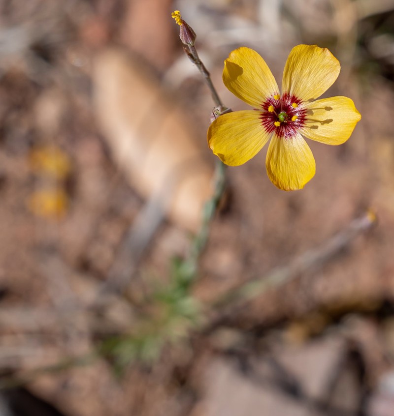 Plains Flax photo 5