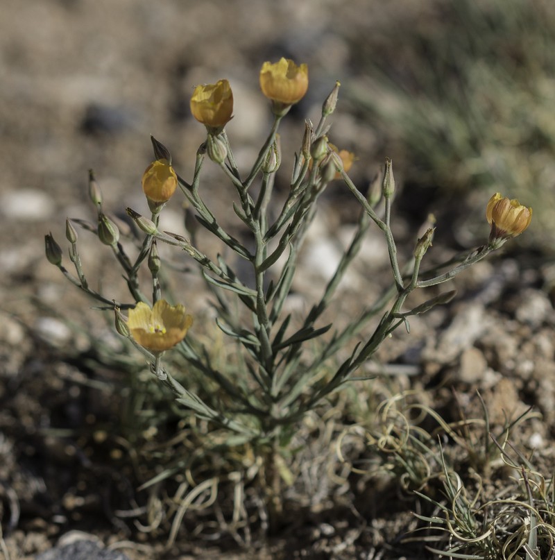Plains Flax photo 6