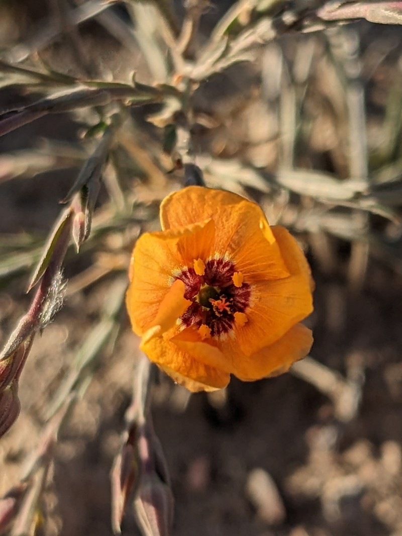 Plains Flax photo 7