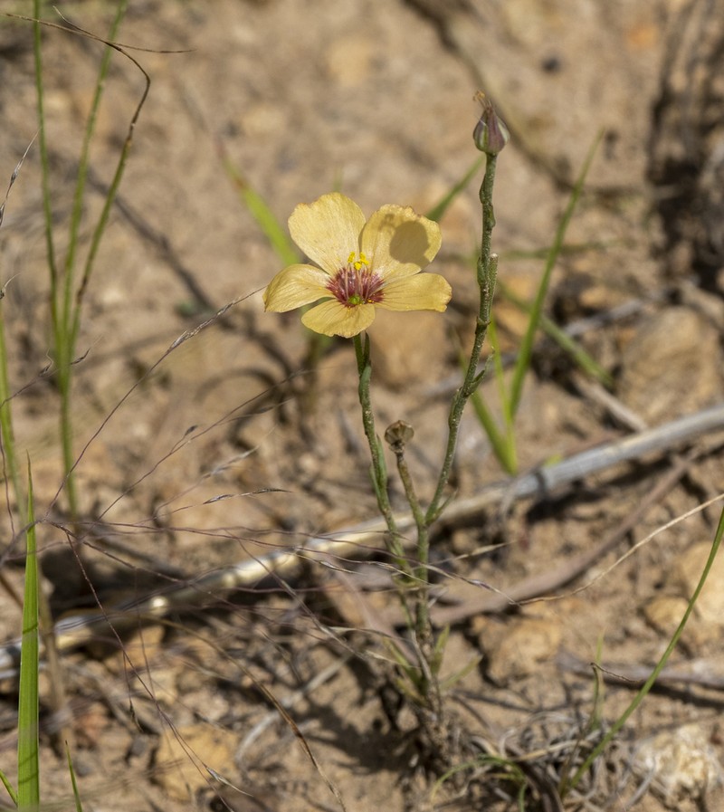 Plains Flax photo 8