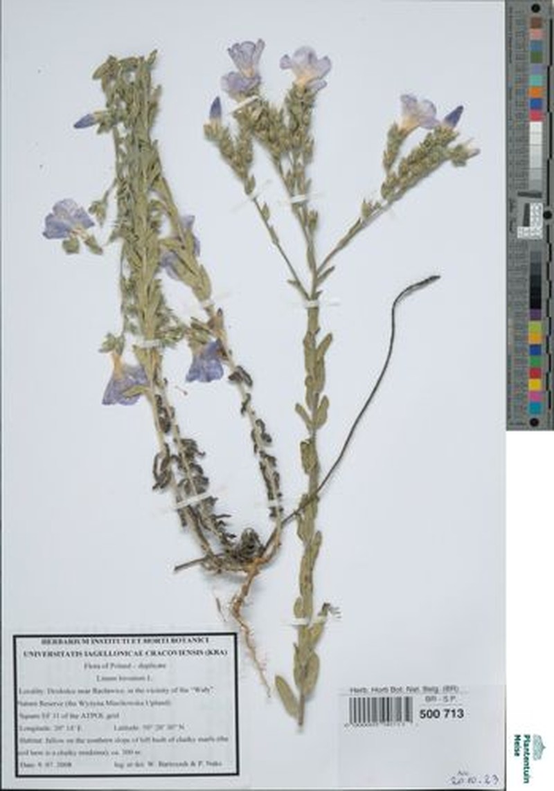 Linum pubescens subsp. pubescens