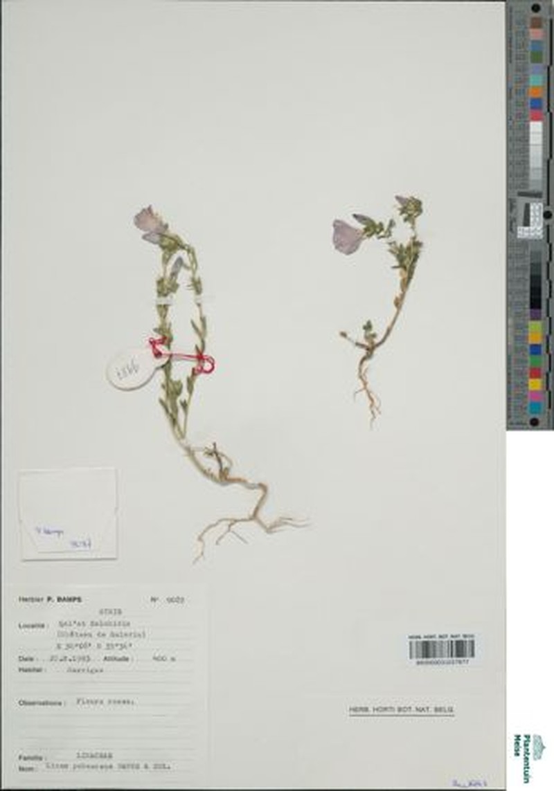 Linum pubescens subsp. pubescens photo 2