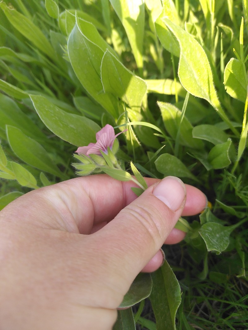 Linum pubescens subsp. sibthorpianum