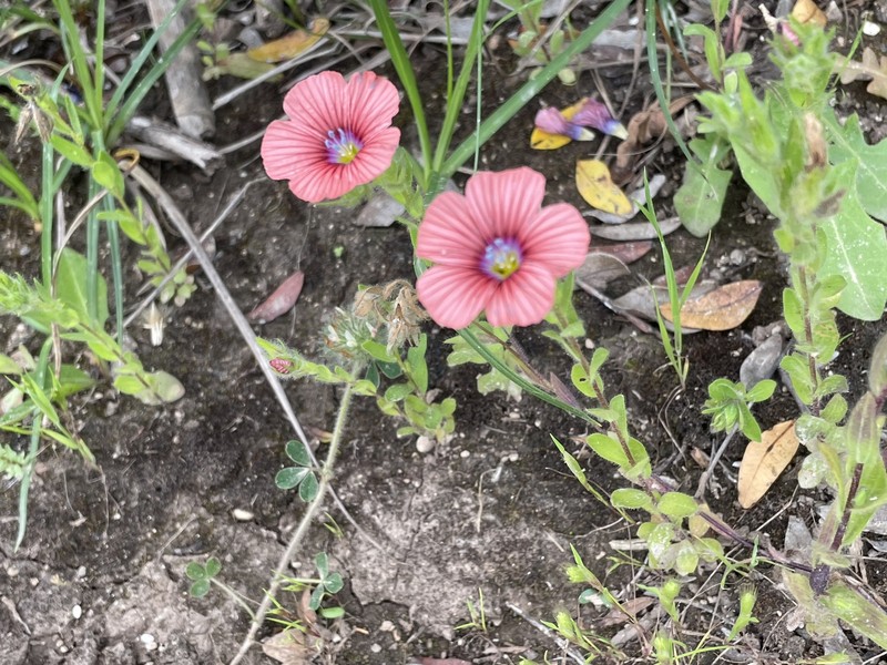 Linum pubescens subsp. sibthorpianum photo 2