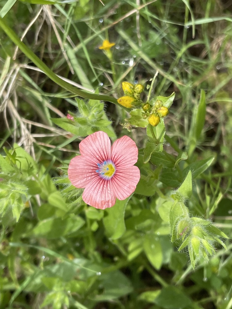 Linum pubescens subsp. sibthorpianum photo 3
