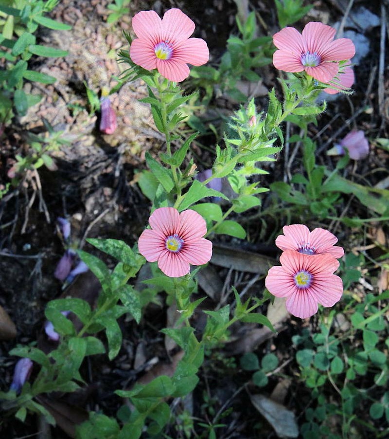 Linum pubescens subsp. sibthorpianum photo 4