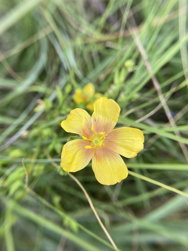 Stiffstem Flax
