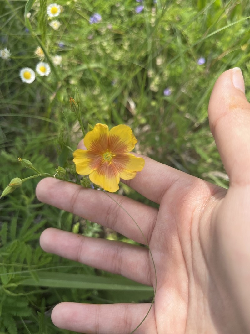 Stiffstem Flax photo 2