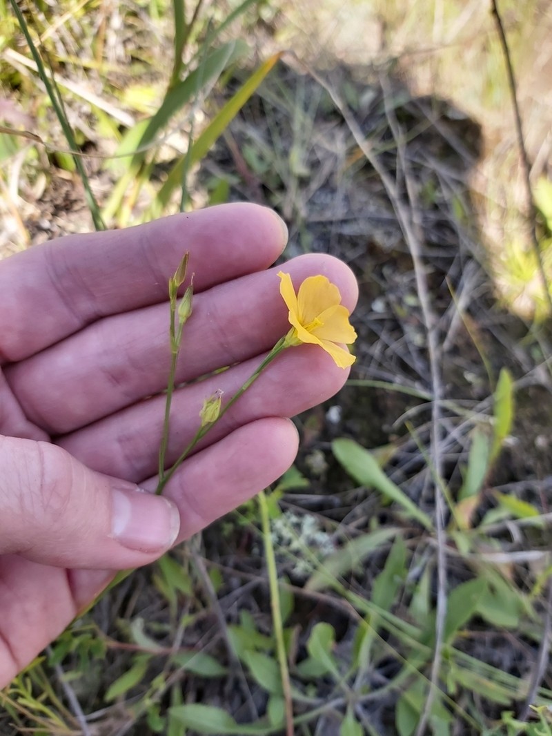 Stiffstem Flax photo 3