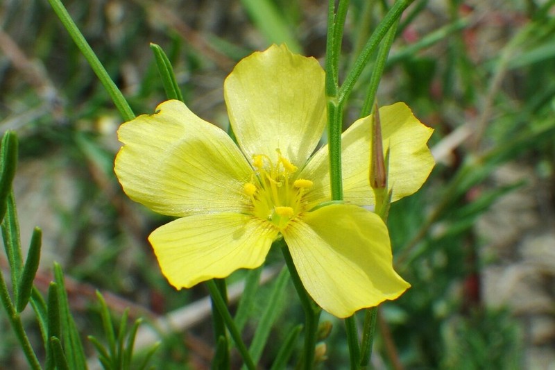 Stiffstem Flax photo 4