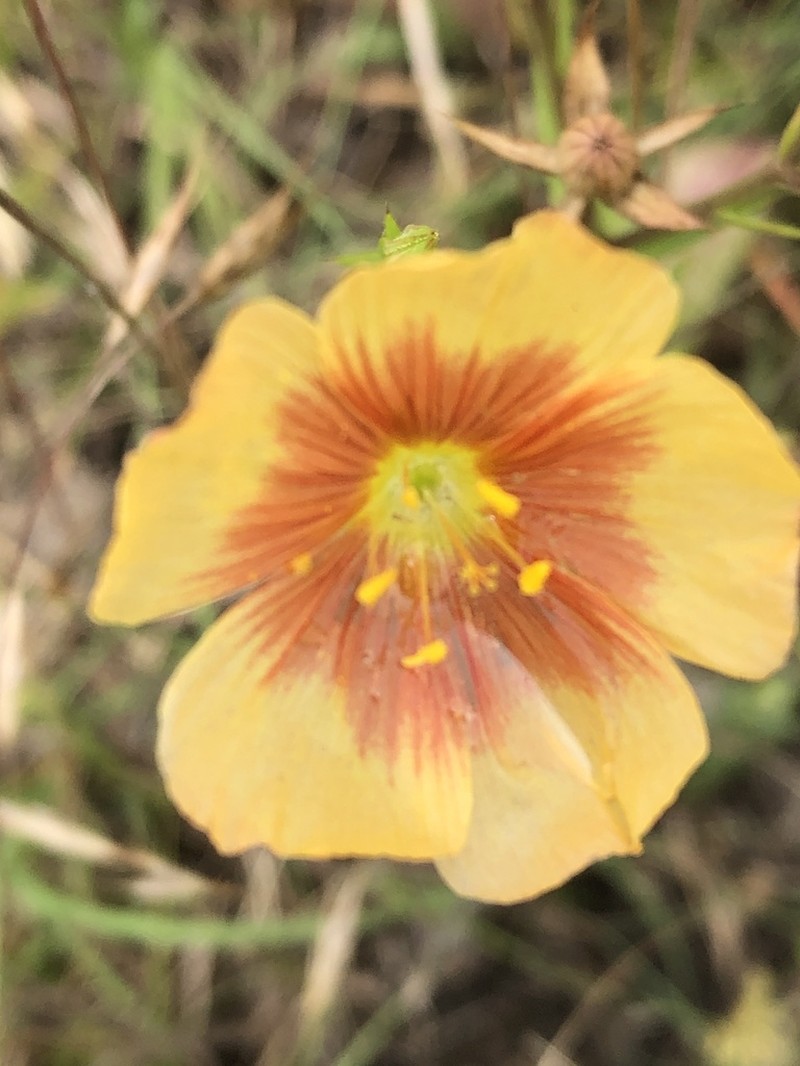 Stiffstem Flax photo 5