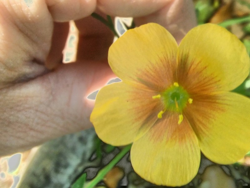 Stiffstem Flax photo 6