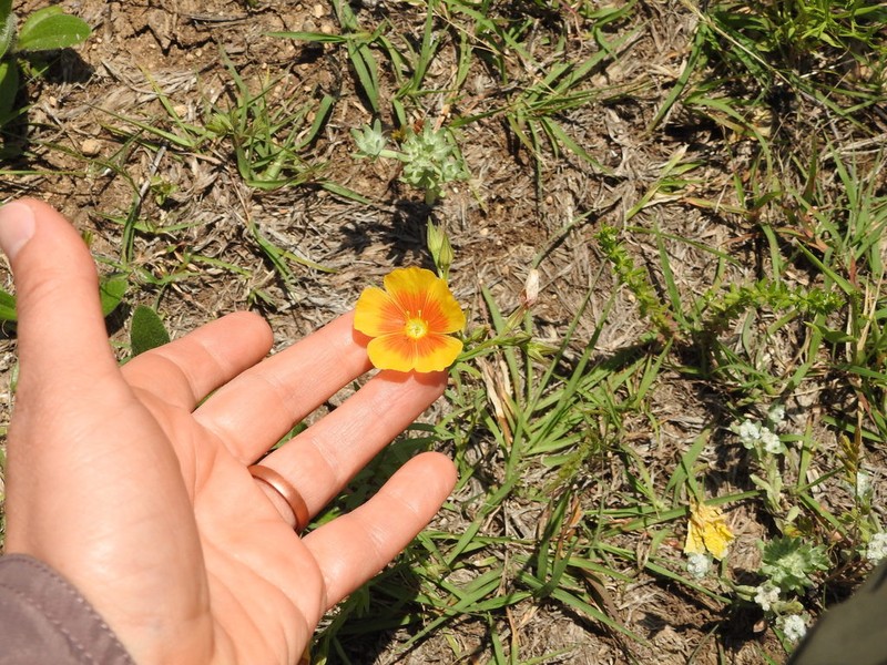 Stiffstem Flax photo 8