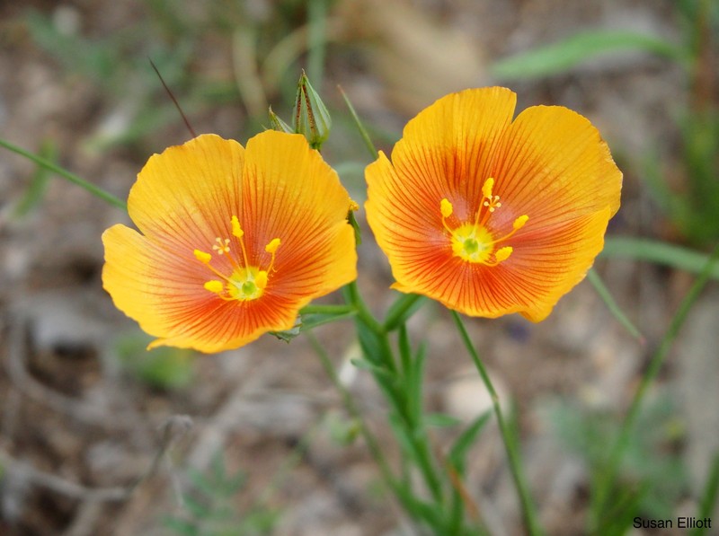 Linum rigidum var. rigidum