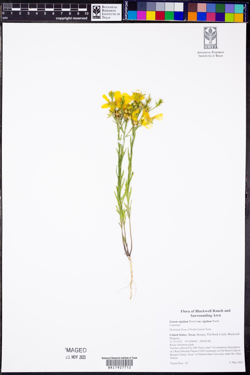 Linum rigidum var. rigidum photo 2