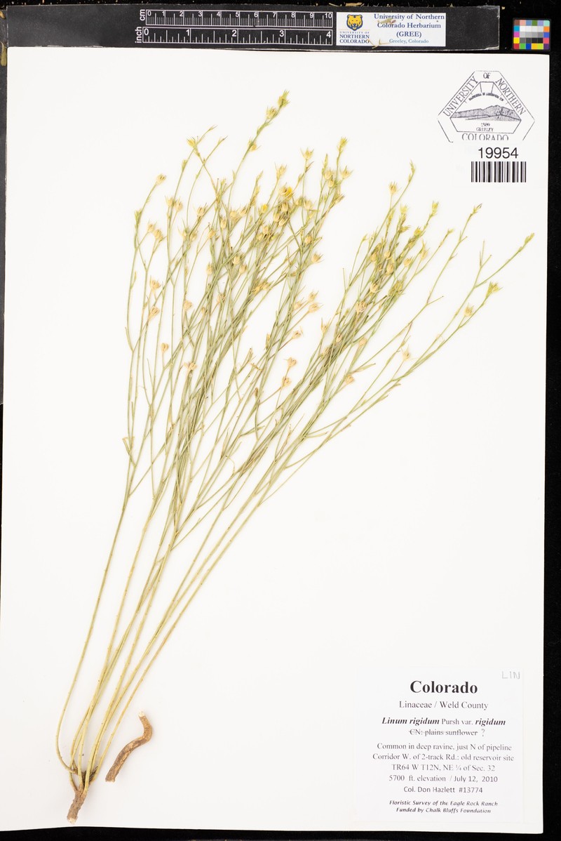 Linum rigidum var. rigidum photo 3