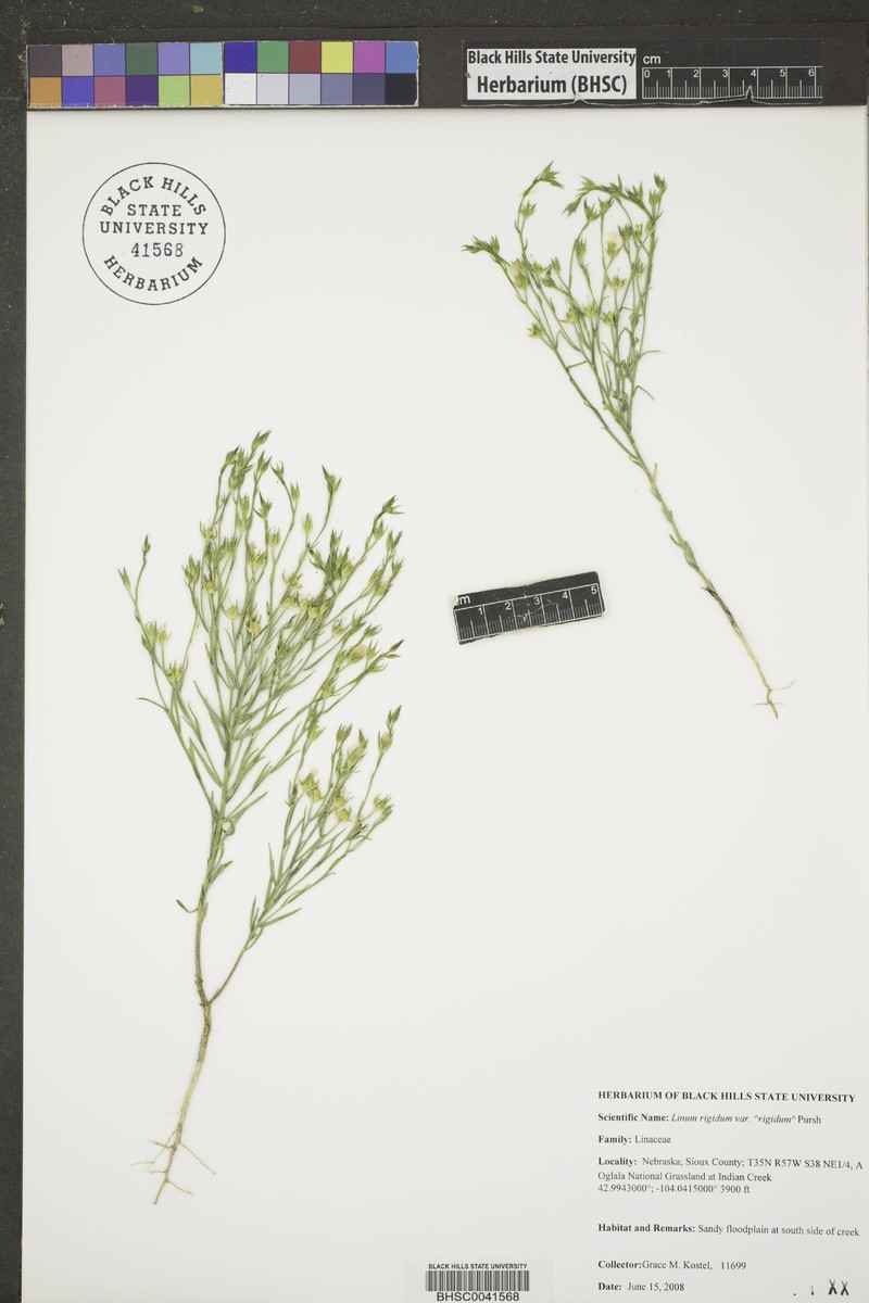 Linum rigidum var. rigidum photo 4