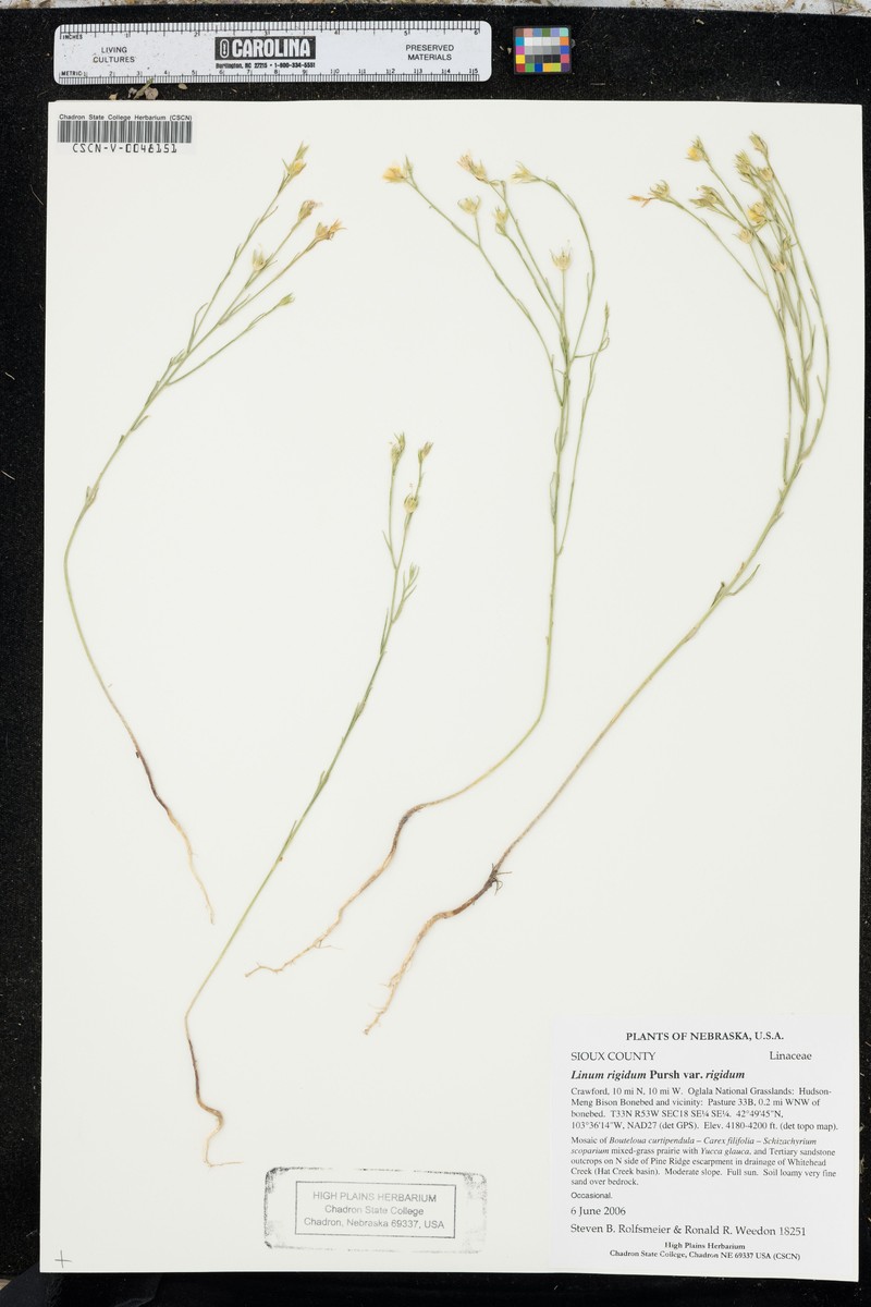 Linum rigidum var. rigidum photo 5