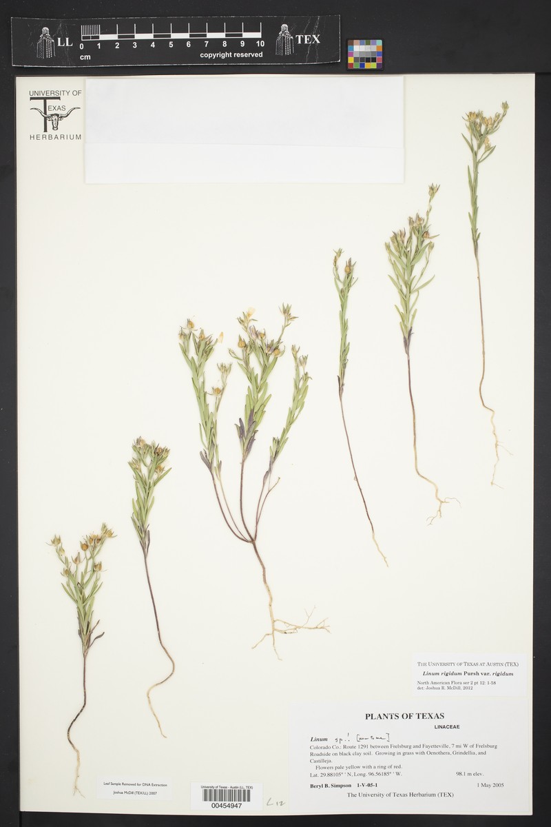 Linum rigidum var. rigidum photo 6