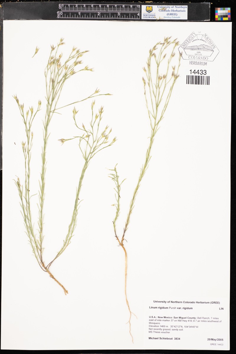 Linum rigidum var. rigidum photo 7