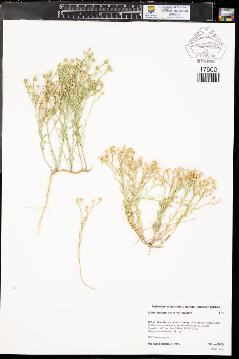 Linum rigidum var. rigidum photo 8